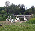 Пеликаны и лебедь-шипун